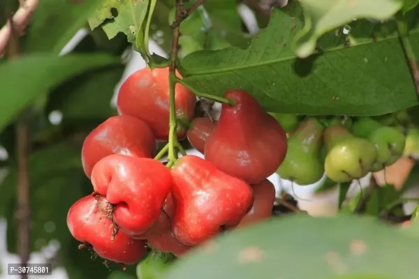 The Entacloo Jamun Plant Java Apple Makopa Jambu Klampok Chomphukhieo Jambu Semarang 003-thumb0