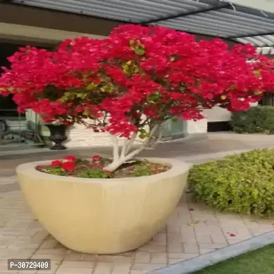 The Entacloo Bougainvillea Plant Bougainvillea bv14-thumb0