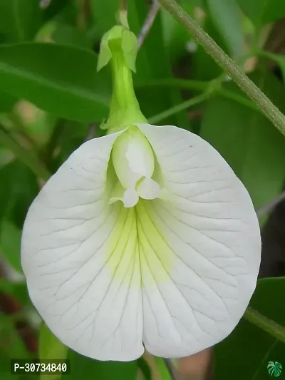 The Entacloo Aparajita Butterfly Pea Plant Aparajita Butterfly Pea PlantBIJP 37-thumb0