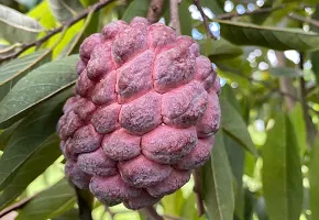 The Entacloo Custard Apple Plant CUSTARD APPLA PLANT-thumb1