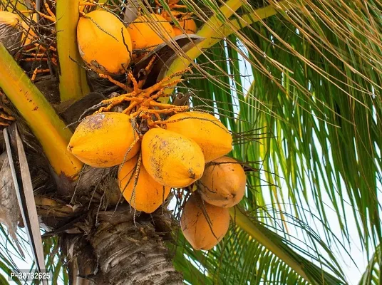 The Entacloo Coconut Plant coconut plantCocos nucifera-thumb0