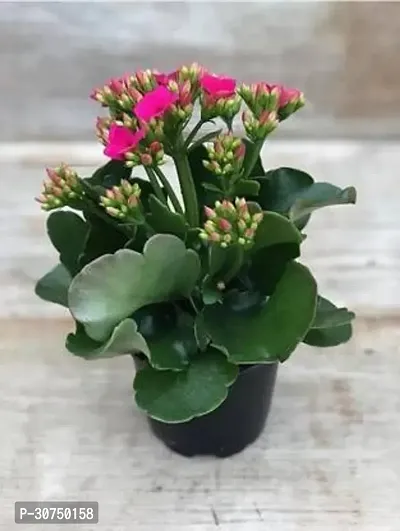 The Entacloo Kalanchoe Plant Kalanchoe Plant (AMERCIAN )-thumb0