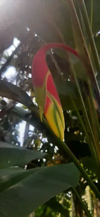 The Entacloo Bird of Paradise Plant Heliconia rostrata,False bird of paradise-thumb1