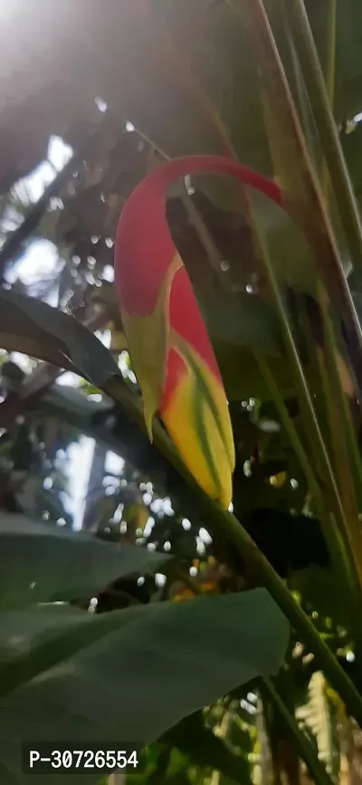 The Entacloo Bird of Paradise Plant Heliconia rostrata,False bird of paradise-thumb2