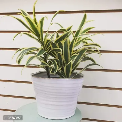 The Entacloo Song Of India Plant Dracaena reflexa Song of India Variegated live plant with pot-thumb0