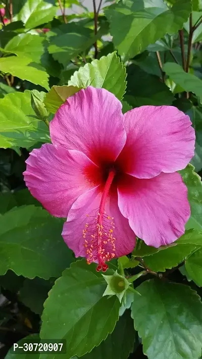 The Entacloo Hibiscus Plant Checkered Hibiscus Plant-thumb0