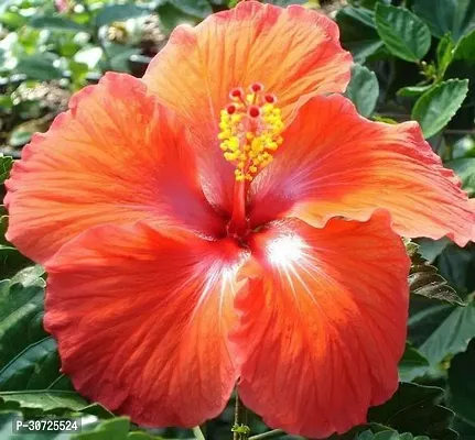 The Entacloo Hibiscus Plant Orange single Tropical Hibiscus Plant-thumb3