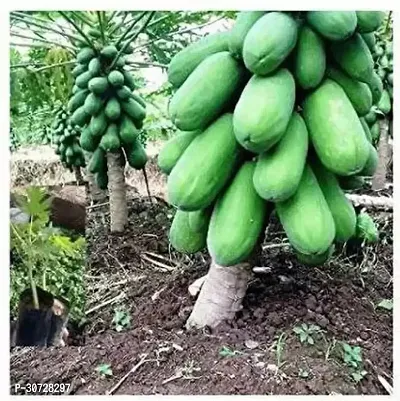 The Entacloo Papaya Plant GS80-thumb0