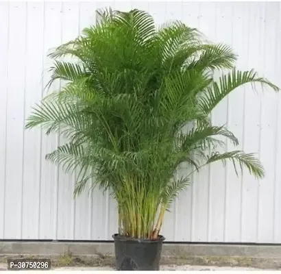 The Entacloo Areca Palm Areca Palm ar32-thumb0