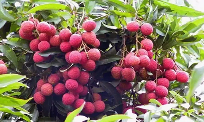 The Entacloo Litchi Plant Litchi plants thai veraity-thumb2