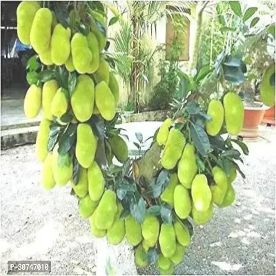 The Entacloo Jack Fruit Plant Koozha chakkaJact Fruit Hybrid Plant For Outdoor Garden-thumb0