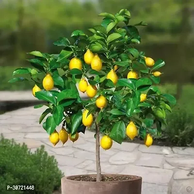 The Entacloo Lemon Plant 87-thumb0