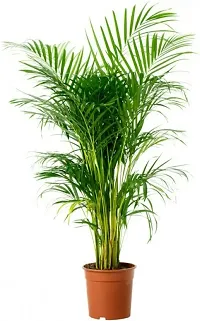 The Entacloo Areca Palm Live Areca palmIndoor Air purifying Plant-thumb1