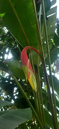 The Entacloo Bird of Paradise Plant Heliconia rostrata,False bird of paradise-thumb2