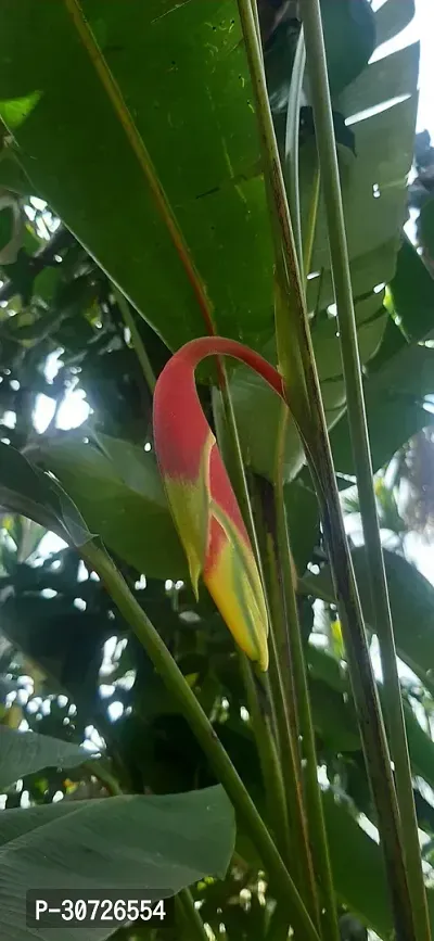 The Entacloo Bird of Paradise Plant Heliconia rostrata,False bird of paradise-thumb3