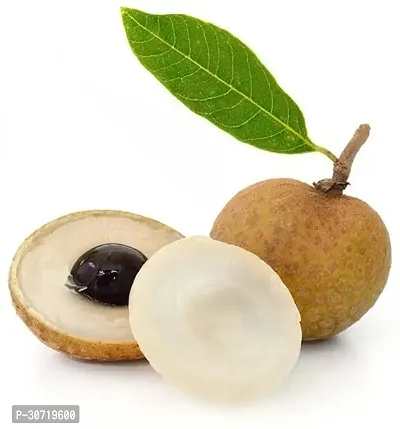 The Entacloo Litchi Plant Rare Dragon eye, Longan, Dimocarpus Longan fruit plant- Health 1 Green Plant.-thumb3