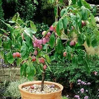 The Entacloo Aloo BukharaPlum Plant Live Dwarf Aloo BukharaPlant-thumb2