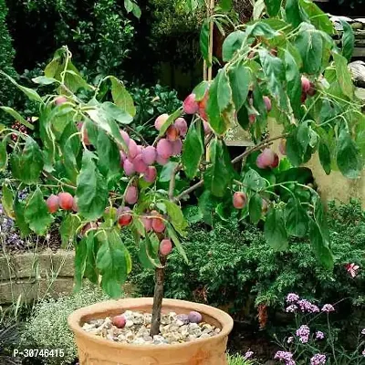 The Entacloo Aloo BukharaPlum Plant Live Dwarf Aloo BukharaPlant-thumb3