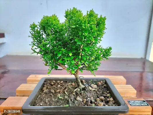 The Entacloo Madhu Kamini Plant Madhukamini Mini Rare Bonsai Plants | Indoor Real Bonsai Live Plants-thumb0