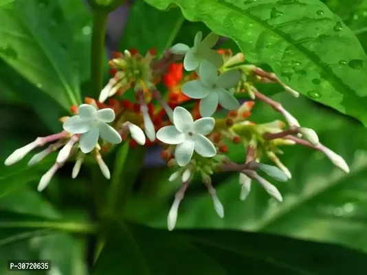 The Entacloo AshwagandhaIndian Ginseng Sarpagandha Plant-thumb2