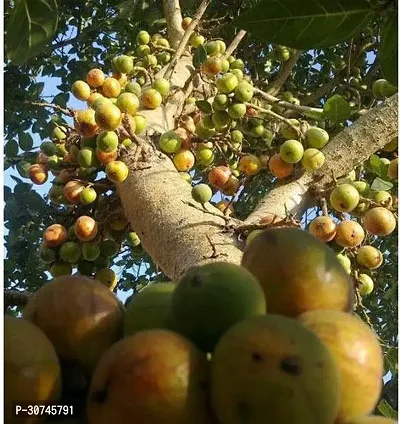 The Entacloo GularCluster Fig Plant Turkish Fig Live Plant Produced by Air Layered Method CF673-thumb0