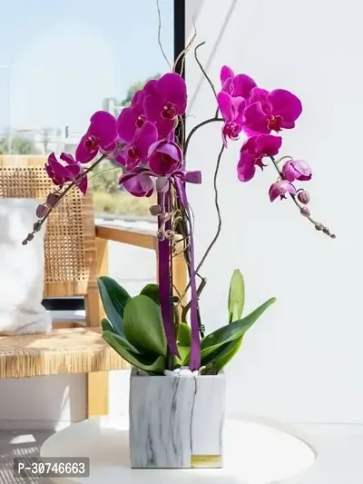 The Entacloo Lily Plant ORCHID PLANTPURPLE ORCHID ORCHID LIVE PLANT INDOOR USE-thumb0