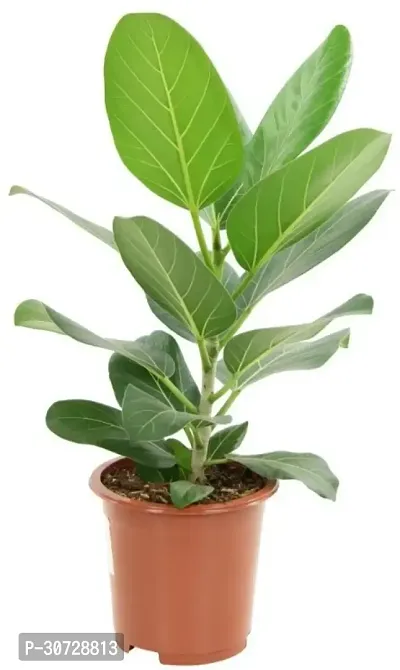 The Entacloo Ficus Plant Banyan Plant