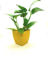 The Entacloo Money Plant money plant 3 inch plastic pot yellow-thumb1