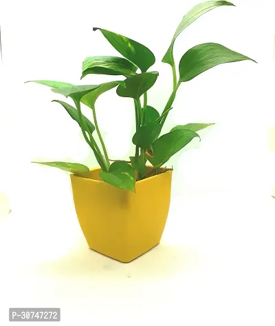 The Entacloo Money Plant money plant 3 inch plastic pot yellow-thumb2