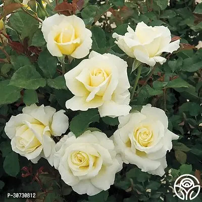 The Entacloo Rose Plant PB honey t Rose Plant (White Rose)-thumb2