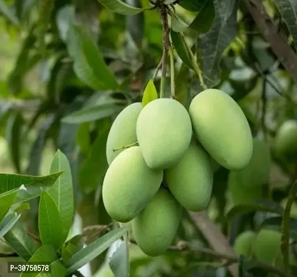 The Entacloo Mango Plant Himsagar Mango Plant-thumb3