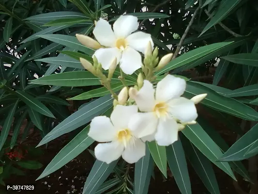 The Entacloo Oleander Plant White Oleander plantKarabi Plant-thumb0