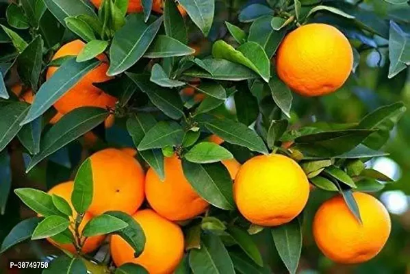 The Entacloo Orange Plant Sweet Orange Fruit Plant-thumb0