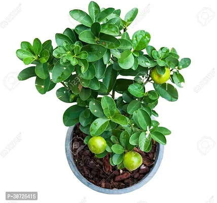 The Entacloo Sweet Lemon Plant LEMON97-thumb0