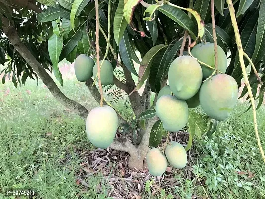 The Entacloo Mango Plant DasheriGrafted Mango Plant.1-thumb0