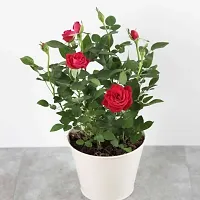 The Entacloo Rose Plant ROSE PLANT K01-thumb1