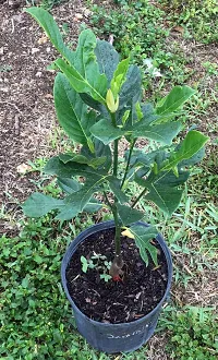 The Entacloo Jackfruit Plant jackfruit plant-thumb2