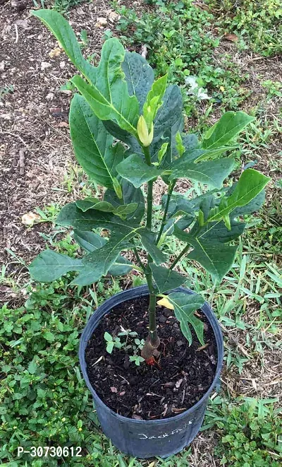 The Entacloo Jackfruit Plant jackfruit plant-thumb3