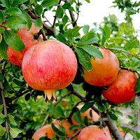 The Entacloo Pomegranate Plant Ganesh PomegranateAnar Tasty Fruit Plant-thumb2