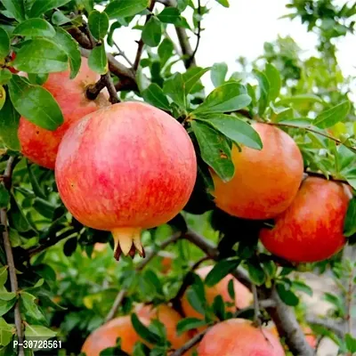 The Entacloo Pomegranate Plant Ganesh PomegranateAnar Tasty Fruit Plant-thumb3