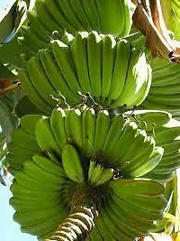 The Entacloo Banana Plant Pisang Awak Banana Plant-thumb1