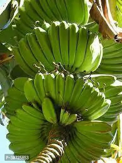 The Entacloo Banana Plant Pisang Awak Banana Plant-thumb2