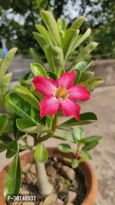 The Entacloo Adenium Plant ADENIUM PLANT OOO22-thumb2