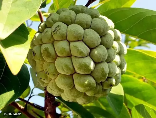 The Entacloo Custard Apple Plant DFG9-thumb0