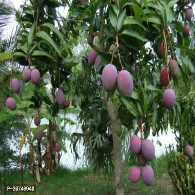 The Entacloo Mango Plant Totapuri Mango Hybrid Plant For Outdoor Garden-thumb0