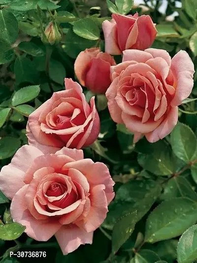 The Entacloo Rose Plant grandiflora rose 0026-thumb0