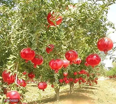 The Entacloo Pomegranate Plant VJKBJHN116-thumb0