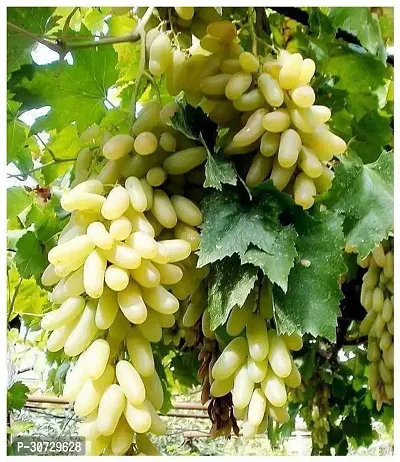 The Entacloo Grapes Plant Live Green Long Grapes Fruit Plant - Healthy Sweet Fruit Plant-thumb3