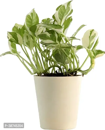 The Entacloo Money Plant UGALOO_Money Plant N Joy with Pot-thumb0