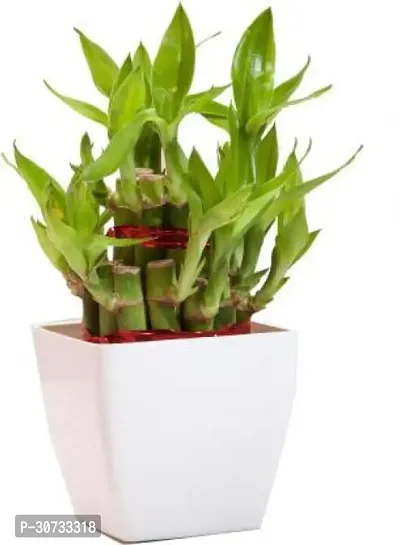 The Entacloo Two Layer Bamboo Plant BG-222-thumb0